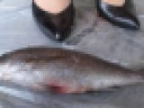 森田さん４－７魚