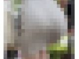 《BAGと肉弾戦を繰り広げるプリ尻！大胆に階段を登るメッチャ美女》